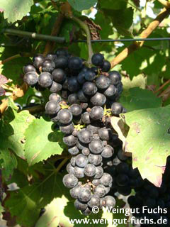 “Naamloos” nieuwe rode druivenras druivenras voor rode wijn