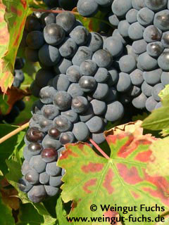 Pinot Meunier druivenras voor rode wijn