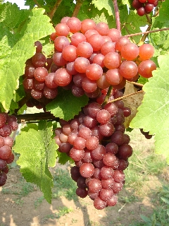 Very ripe, sweet grape of the variety Sieger