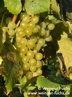 silvaner druivenras voor witte wijn
