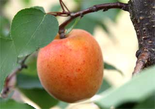 Aprikosensorten - Weingut Fuchs