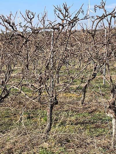 Naturheckenerziehung der Rebe mit  kurzem Fruchtholz