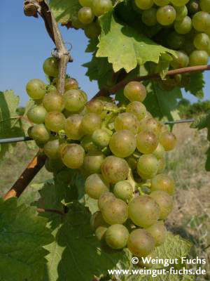 Reife Traube der Weißwein-Rebsorte Bacchus