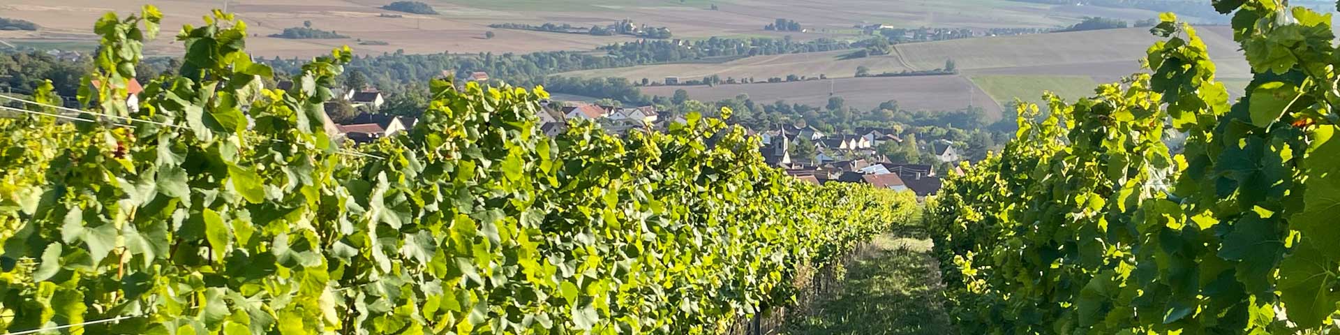 Rebzeilen mit Silvaner im Zellertal