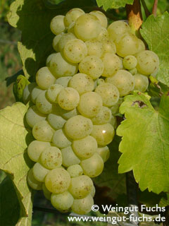 Reifende Traube der Weißwein-Rebsorte Sauvignon Blanc