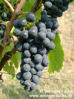 Reife Traube der Rotwein-Rebsorte Spätburgunder für süßen Rotwein