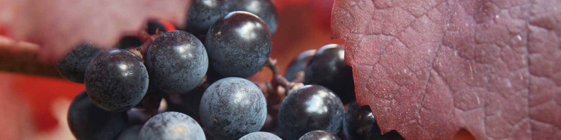 Rotwein · edelsüß, Dessertwein