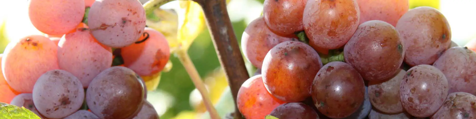 Edelsüßer Dessertwein: Weißwein, Rosé + Rotwein