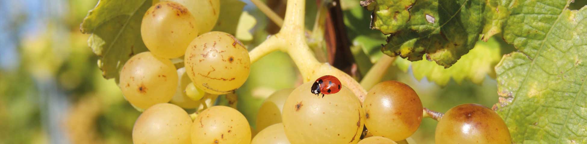 Histamingeprüfter Weißwein