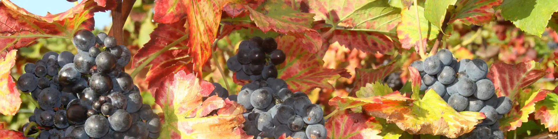 Süße Rotweine · fruchtig + lecker