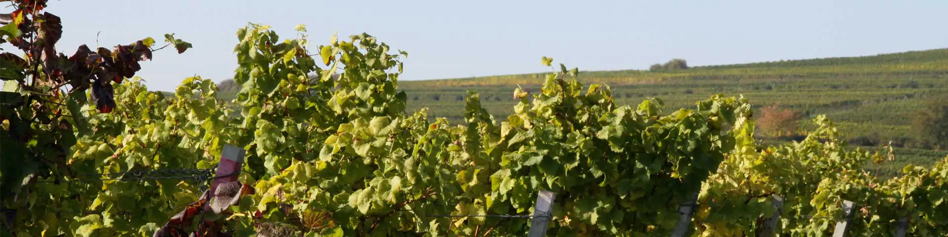 Weinberge im Dalsheim