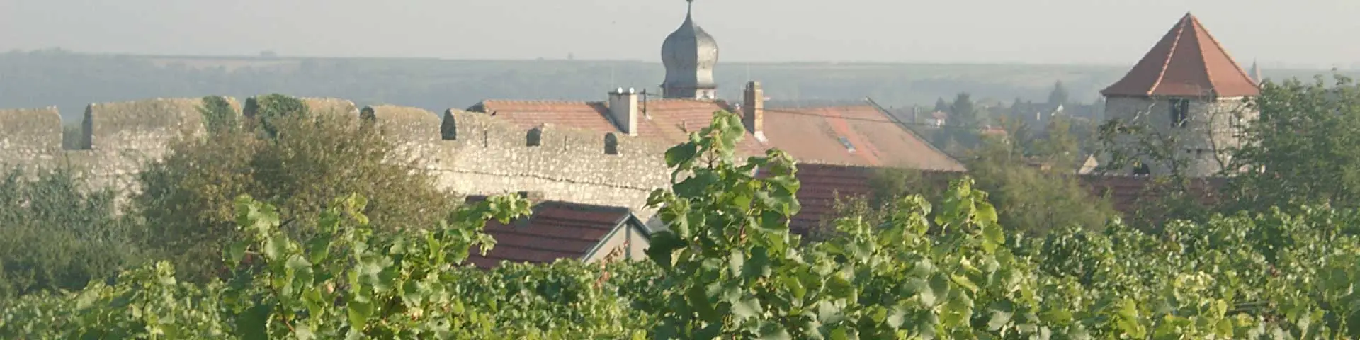 Weinberge im Dalsheim