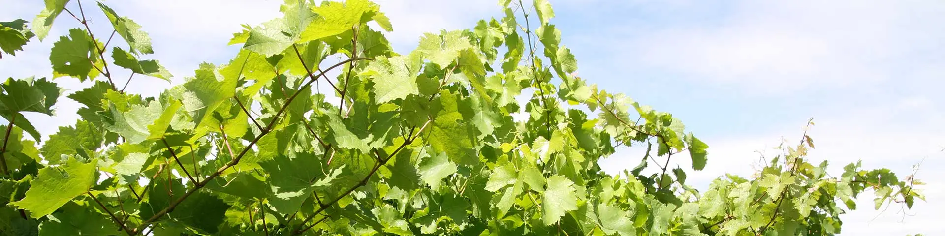 Weinberge im Dalsheim