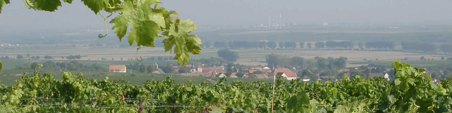 Weinberge im Dalsheim