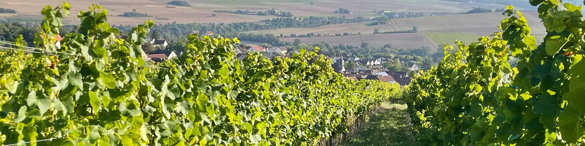 Reife Trauben sind vogelfraßgefährdet